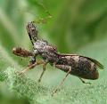 2009-06-20_backyard_indian_pipe 116_crop